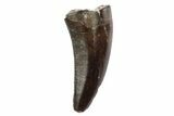 Serrated, Theropod (Raptor) Tooth - Montana #97428-1